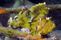 Leaf Scorpionfish Bali Indonesia by Debra Cahill 